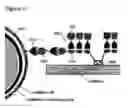 Fig. 02 - Procedure for the production of a multiplier and modulator additive of the ruminal microbiote