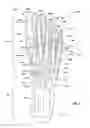Fig. 06 - BONE-SHAPED STONE GUARD AND SHOE INCORPORATING SAME