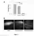 Fig. 08 - Coated implants for long-term controlled release of antibody therapeutics
