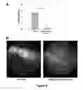 Fig. 09 - Coated implants for long-term controlled release of antibody therapeutics