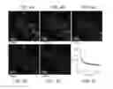 Fig. 05 - Mitochondria-targeting fluorescent potassium+ sensor and method of making the same
