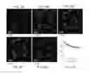Fig. 06 - Mitochondria-targeting fluorescent potassium+ sensor and method of making the same