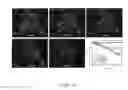 Fig. 20 - Mitochondria-targeting fluorescent potassium+ sensor and method of making the same
