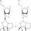 Fig. 48 - Enhanced coupling of stereodefined oxazaphospholidine phosphoramidite monomers to nucleoside or oligonucleotide