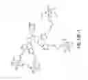 Fig. 53 - Tetragalnac and peptide containing conjugates and methods for delivery of oligonucleotides