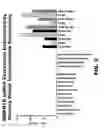 Fig. 04 - Anti-BMPR1B antibodies and methods of use