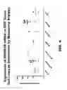 Fig. 06 - Anti-BMPR1B antibodies and methods of use
