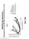 Fig. 44 - Anti-BMPR1B antibodies and methods of use