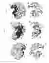 Fig. 07 - CD39 VASCULAR ISOFORM TARGETING AGENTS