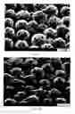 Fig. 03 - Organic polymeric particles, paper coating compositions, and methods