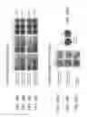 Fig. 22 - COMPOSITIONS COMPRISING PARTICLES AND METHODS FOR TREATING CANCER