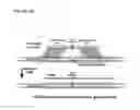 Fig. 16 - Materials and methods for treatment of autosomal dominant retinitis pigmentosa