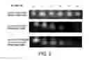 Fig. 07 - Method of fixing and expressing physiologically active substance
