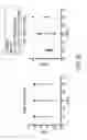 Fig. 09 - Method of fixing and expressing physiologically active substance