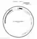 Fig. 01 - Process for extracellular secretion of Brazzein