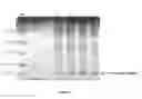 Fig. 08 - Process for extracellular secretion of Brazzein