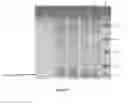 Fig. 09 - Process for extracellular secretion of Brazzein