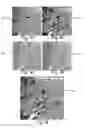 Fig. 10 - Automated imaging of chromophore labeled samples