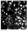 Fig. 01 - Method of drug design and optimisation utilizing stereochemical mimicry