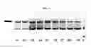 Fig. 02 - Marker system, in particular for baculovirus-expressed subunit antigens