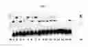 Fig. 04 - Marker system, in particular for baculovirus-expressed subunit antigens
