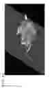 Fig. 49 - Image generation apparatus and image generation method