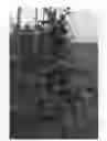 Fig. 01 - Apple tree named 'ZOUK 16'