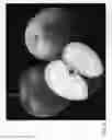 Fig. 04 - Apple tree named 'ZOUK 16'