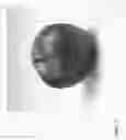 Fig. 02 - Apple tree named 'ZOUK 32'