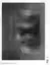 Fig. 02 - Apple tree named ‘ZOUK 31’