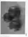 Fig. 02 - Apple tree named ‘ZOUK G1’