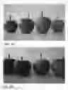 Fig. 06 - Apple tree named ‘ZOUK G1’