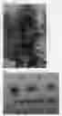 Fig. 02 - Nectarine tree named 'NSRED15262'