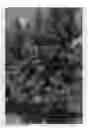 Fig. 01 - Nectarine tree named 'NSRED15268'