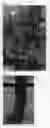 Fig. 02 - Nectarine tree named 'NSRED15268'