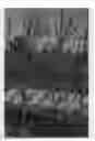 Fig. 01 - Nectarine Tree Named 'NSRED14262'