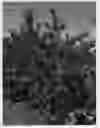 Fig. 01 - Nectarine tree named 'NSRED15273'