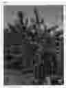 Fig. 02 - Nectarine tree named 'NSRED15273'