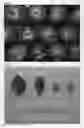 Fig. 04 - Nectarine tree named 'NSRED15273'