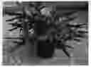 Fig. 01 - plant named ‘SRPbudsan’