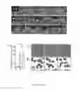 Fig. 06 - METHOD OF GENERATING POLYPLOID PLANTS