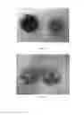 Fig. 02 - biocontrol strain efficiently inhibiting production of aflatoxins by and application thereof