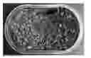 Fig. 01 - COLD-SOAKED OATMEALS AND METHODS FOR MANUFACTURING