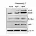 Fig. 01 - Autophagy activation-induced compound for improving skin inflammation for aging
