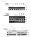 Fig. 03 - Autophagy activation-induced compound for improving skin inflammation for aging