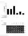 Fig. 05 - Autophagy activation-induced compound for improving skin inflammation for aging