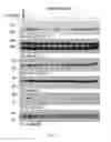 Fig. 06 - Heterocyclic flavone derivatives, compositions, and methods related thereto