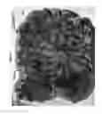 Fig. 09 - STAMP