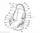 Fig. 01 - Ovoid seating assembly