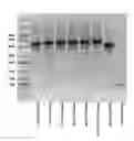 Fig. 01 - Chimeric antigen receptors specific for B-cell maturation antigen and encoding polynucleotides